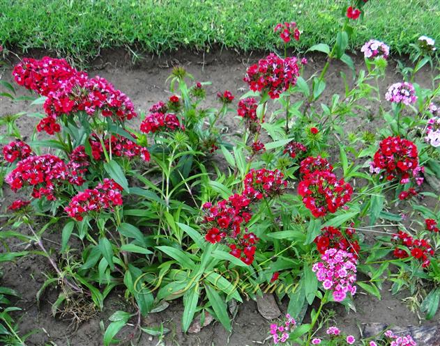  Plants